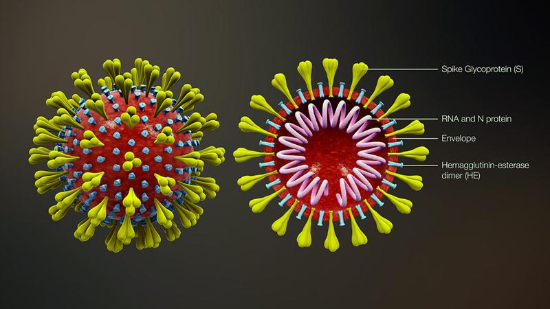 3D_medical_animation_corona_virus_1200.jpg