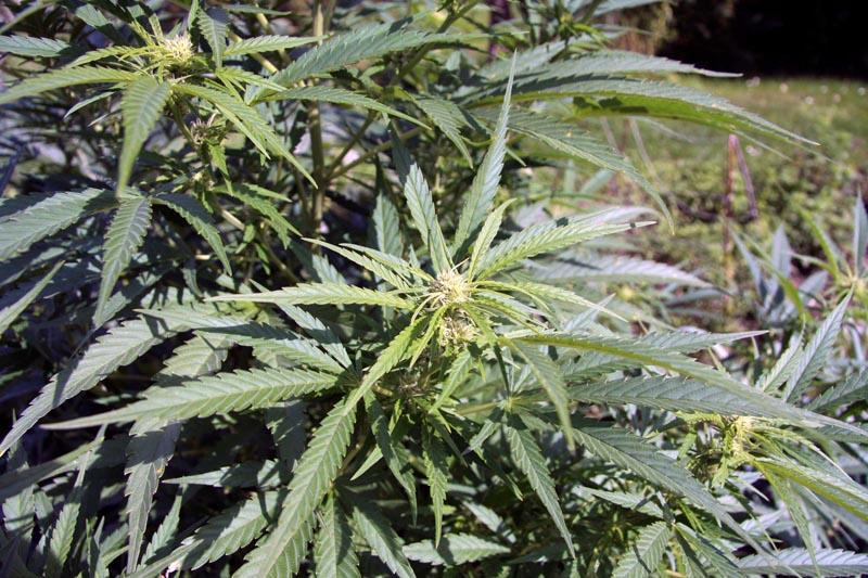 Cannabis_sativa_plant_web.jpg