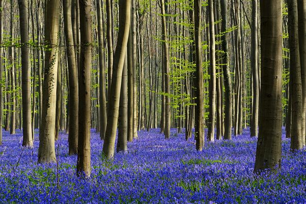 Hallerbos_laforestablu_1.jpg