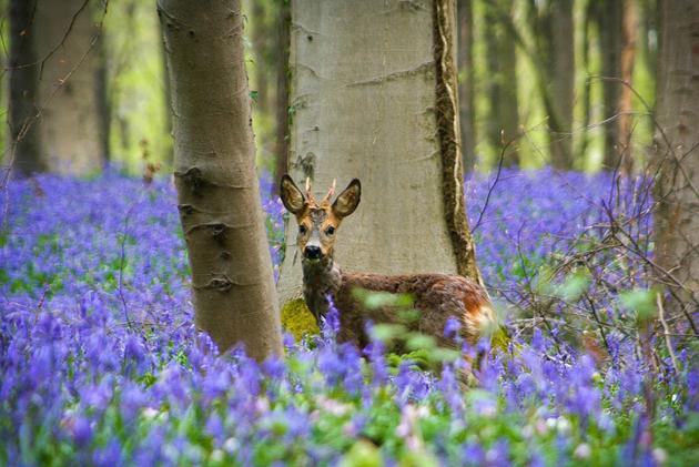 Hallerbos_laforestablu_3.jpg