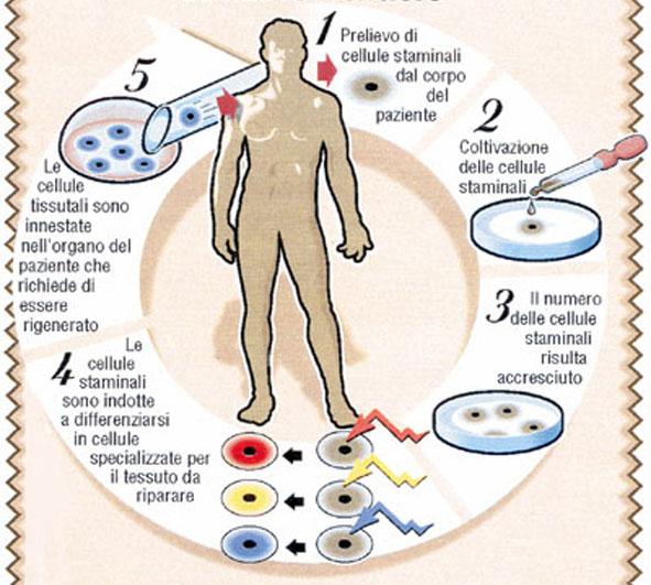 cellule_staminali.jpg