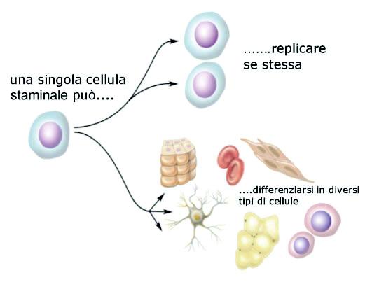 cellule_staminali_1.jpg