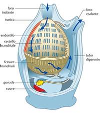 Ascidie_Treccani_ter.jpg