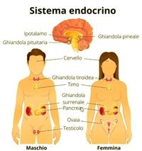 Sistema_endocrino.jpg