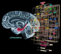 Un cervello 'tuttofare'