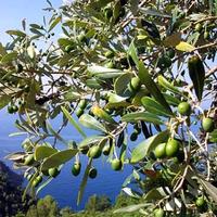 Produrre biocarburanti con le olive